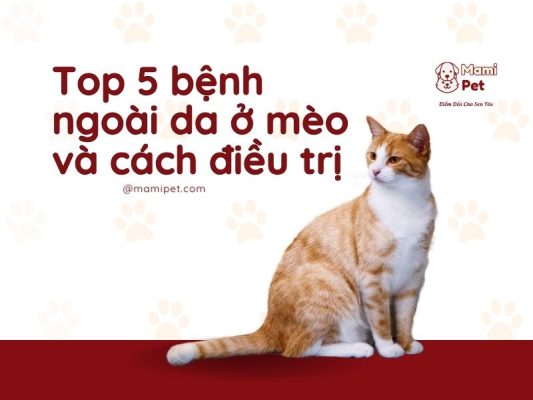 Top 5 bệnh ngoài da ở mèo và cách điều trị