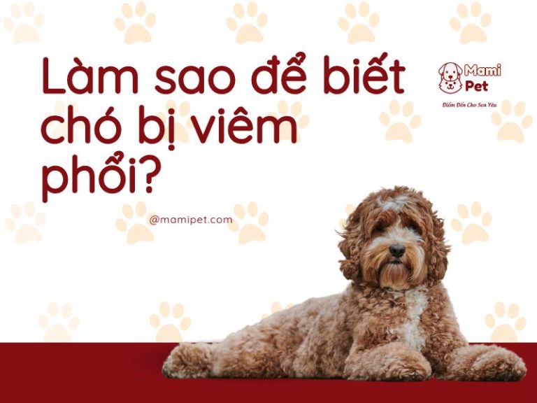 chó bị viêm phổi