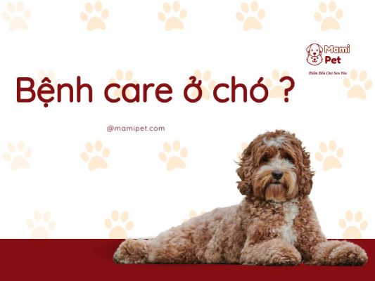 Bệnh care ở chó