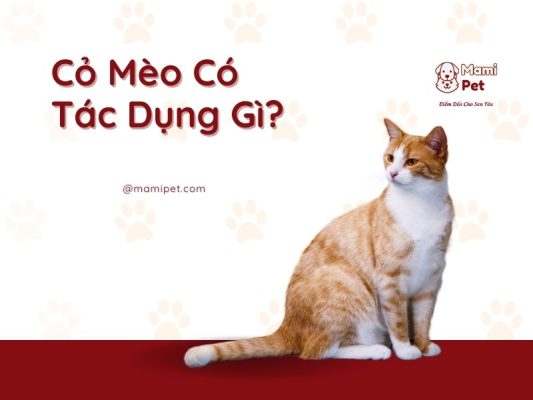 Cỏ mèo có tác dụng gì