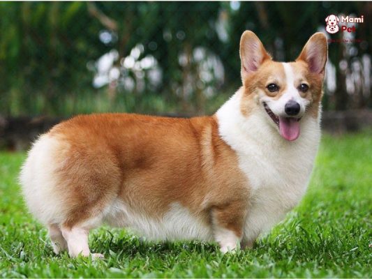 Chó Corgi