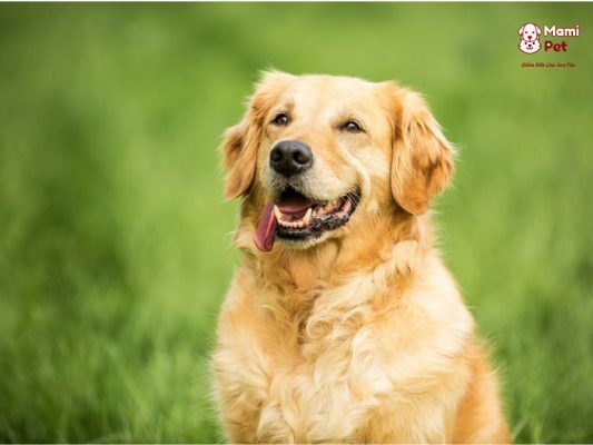 Chó Golden Retriever