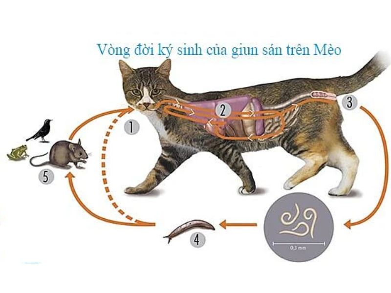  chu kỳ sống của sán chó mèo