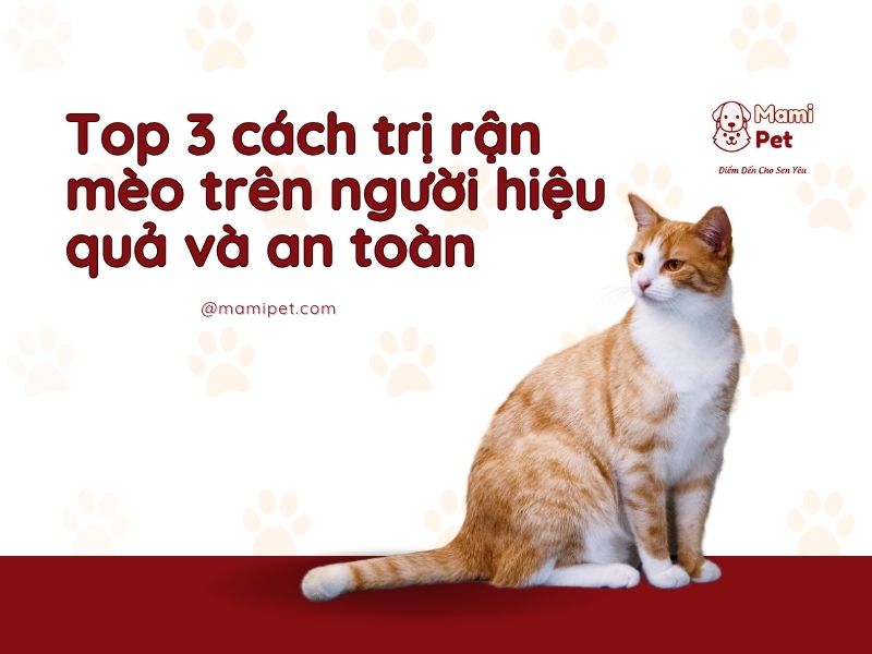 Top 3 cách trị rận mèo trên người của chúng hiệu quả