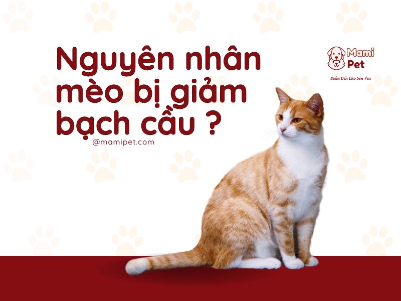 Nguyên nhân mèo bị giảm bạch cầu ?