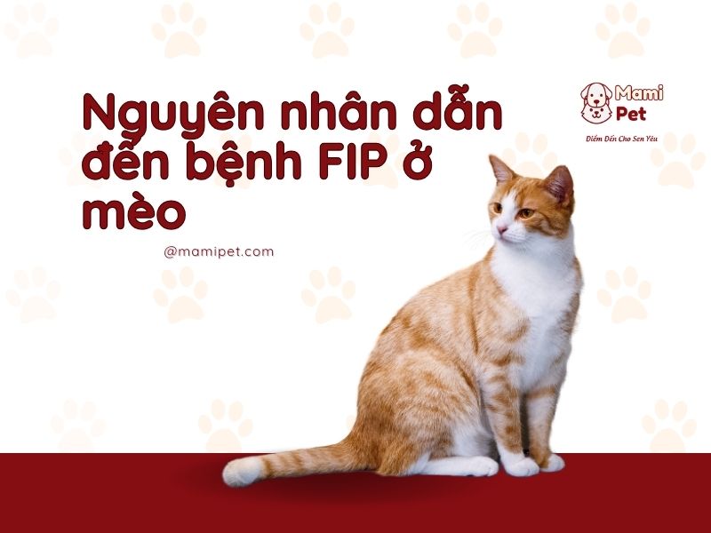 Nguyên nhân dẫn đến bệnh FIP ở mèo