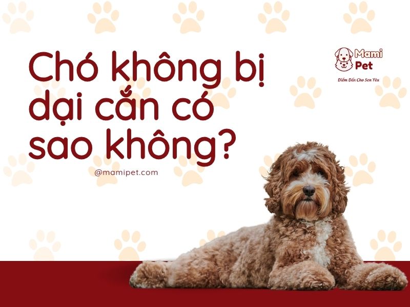 chó bị dại cắn có sao không