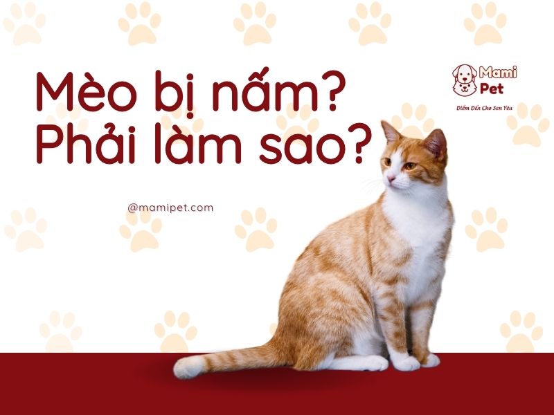 mèo bị nấm