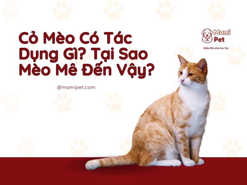 Cỏ Mèo Có Tác Dụng Gì? Tại Sao Mèo Mê Đến Vậy?