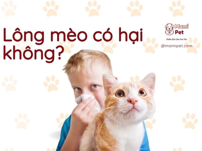 lông mèo có hại không