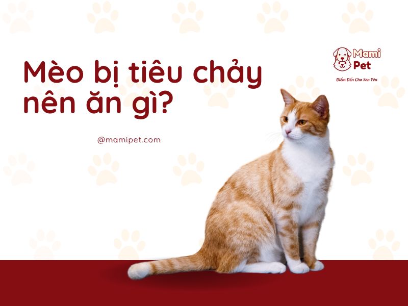 Mèo bị tiêu chảy