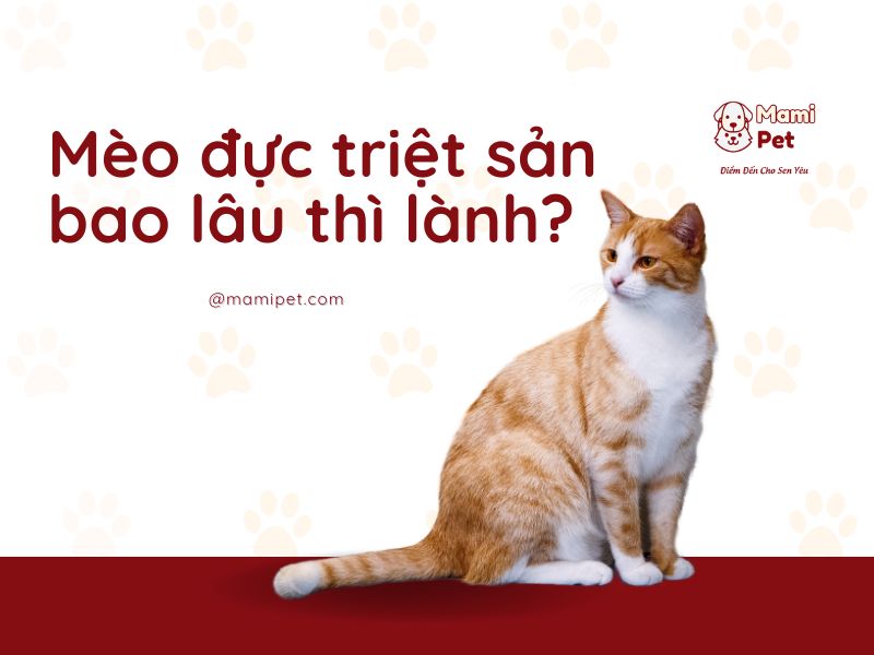 Mèo đực triệt sản bao lâu thì lành?