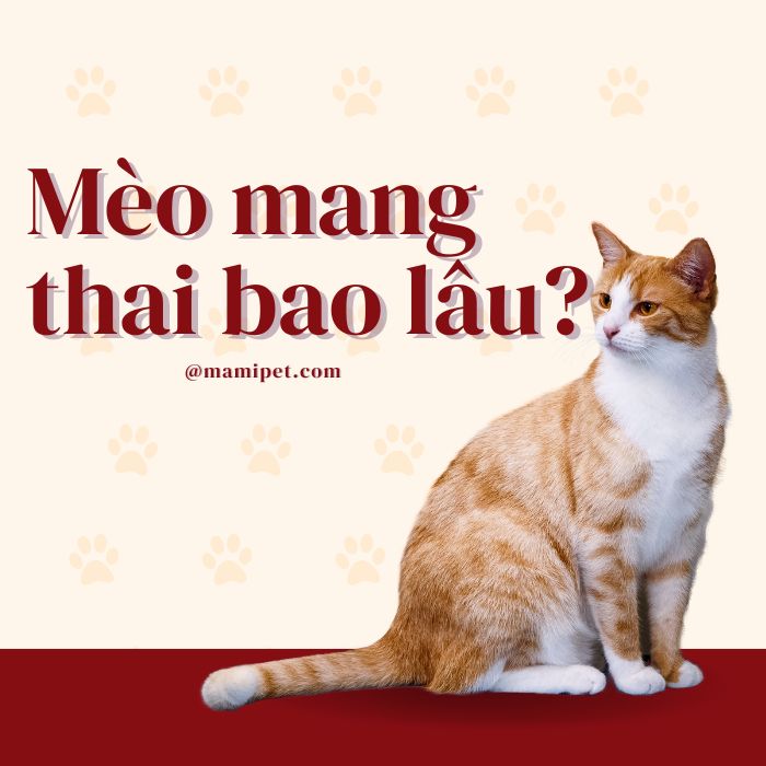 Muốn biết mèo mang thai bao lâu nhìn vào đâu