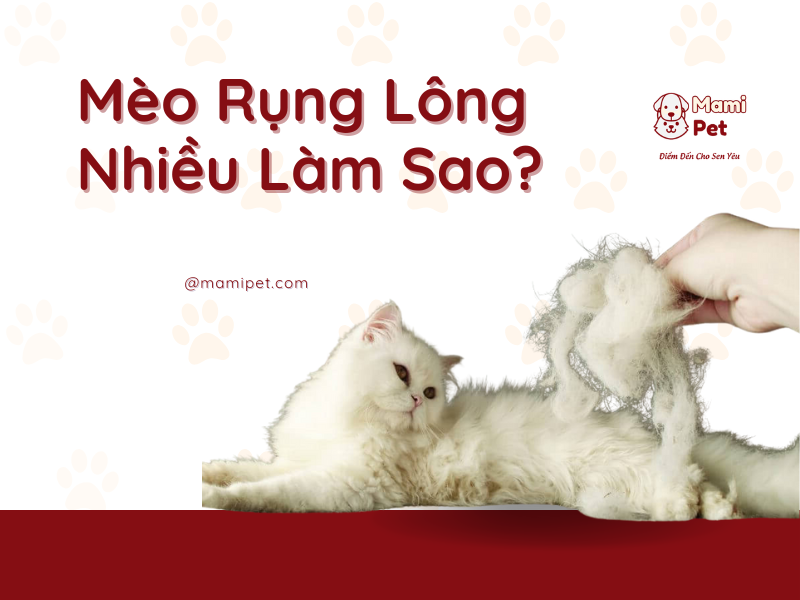 Mèo rụng lông nhiều