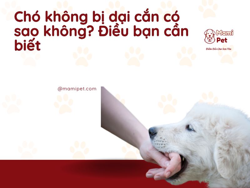 Chó không dại cắn có sao không?