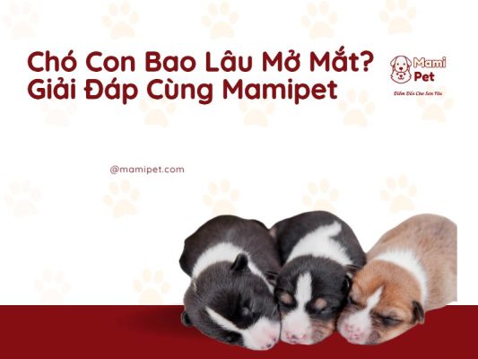 Chó con bao lâu mở mắt