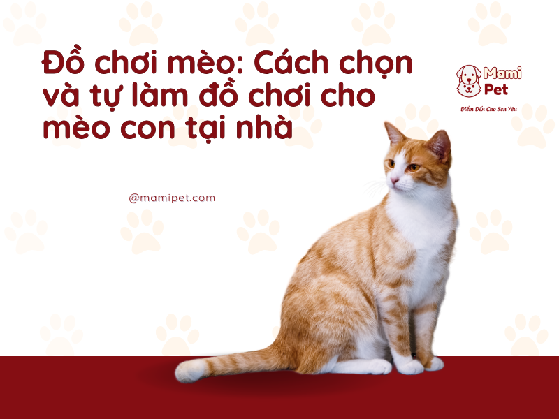 Đồ chơi mèo: Cách chọn và tự làm đồ chơi cho mèo con tại nhà