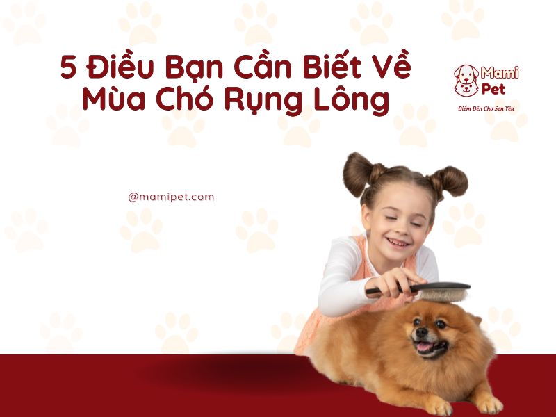 5 Điều Bạn Cần Biết Về Mùa Chó Rụng Lông