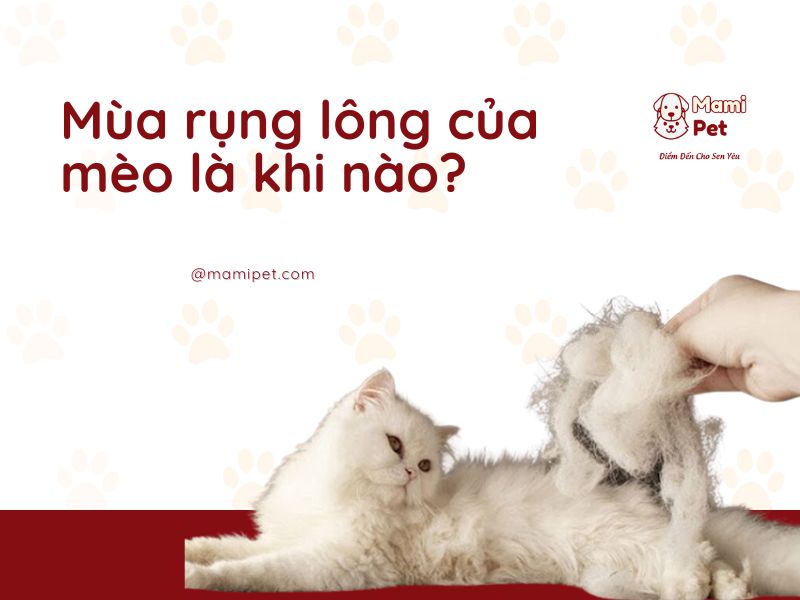 Mùa rụng lông của mèo