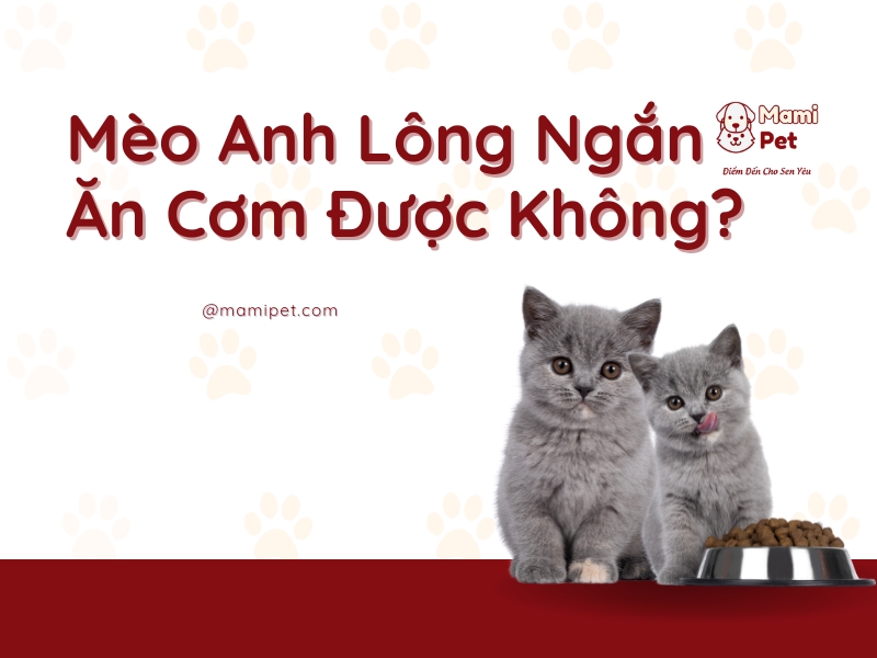 Mèo Anh Lông Ngắn Ăn Cơm Được Không?