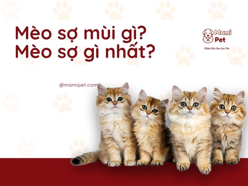 Mèo sợ mùi gì Mamipet