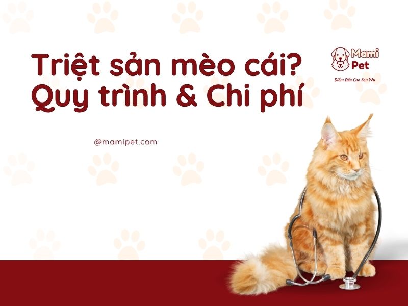 triệt sản mèo cái