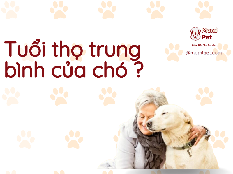 tuổi thị trung bình của chó