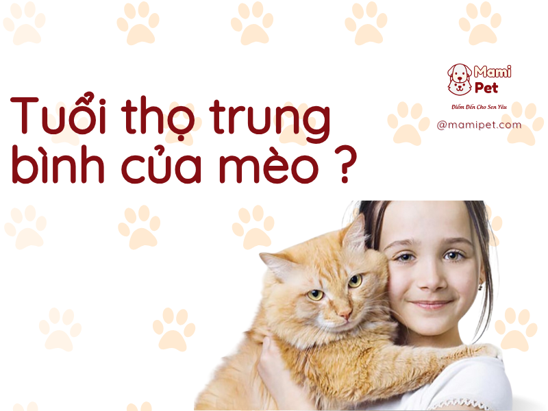 tuổi thọ trung bình của mèo